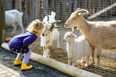 Parc animalier La Rochelle - Bonjour La Rochelle