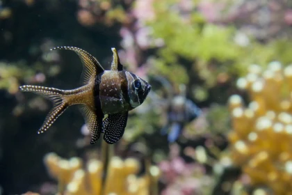 Billet d'entrée Aquarium La Rochelle - Bonjour La Rochelle