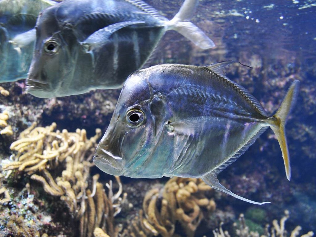 Billet d'entrée Aquarium La Rochelle - Bonjour La Rochelle